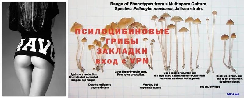 купить наркоту  Берёзовка  Псилоцибиновые грибы мухоморы 